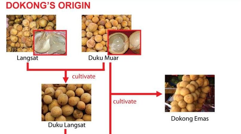 dokong emas