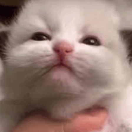 yap chin cat